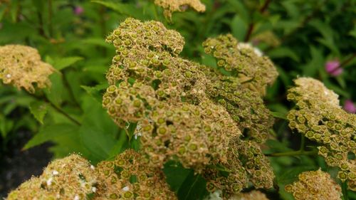 Close-up of lichen growing on plant