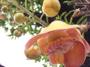 Close-up of flowers