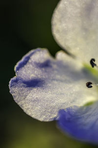 Close-up of flower against blurred background