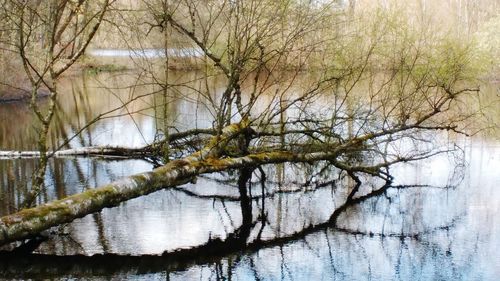 Bare trees by lake