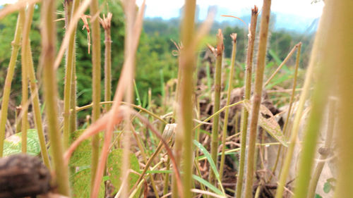 Close-up of wheat growing on field