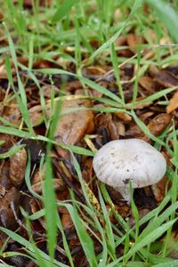 Close-up of mushrooms growing on field