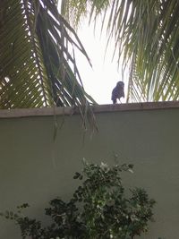 Low angle view of bird perching on tree against sky