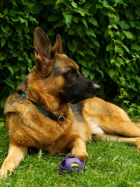 View of a dog on field - playtime german shepherd dog