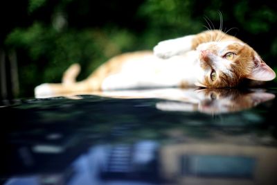 Close-up of cat looking away while relaxing on car hood