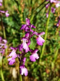 Close-up of pink flowering plant