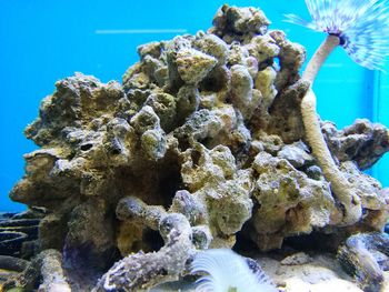 Close-up of coral in sea