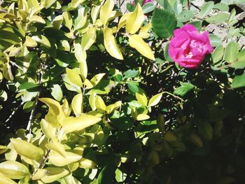 Close-up of pink rose