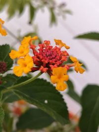 Close-up of orange flowering plant