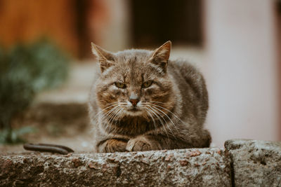 Close-up portrait of cat relaxing outdoors