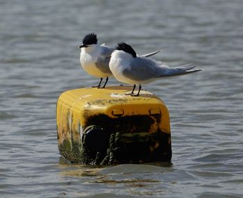 Seagull perching on wooden post in sea