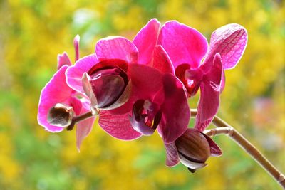 Close-up of pink flowers blooming outdoors