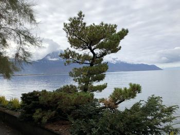 Tree by lake against sky