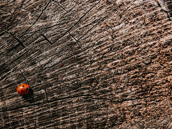 Close-up of ladybug on tree trunk