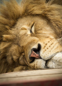 Close-up of cat sleeping