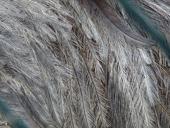 Full frame shot of feather