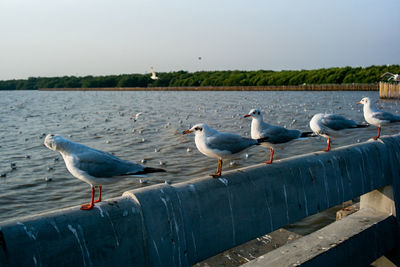 Seagulls perching on railing against sea