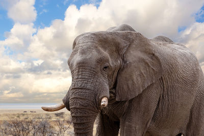 Close-up of elephant on field against sky