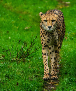 Portrait of tiger on field