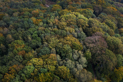 A forest in autumn photographed from above