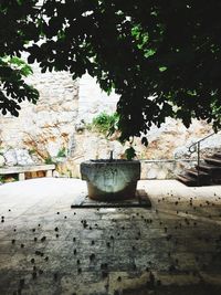 Close-up of potted plant on table against wall