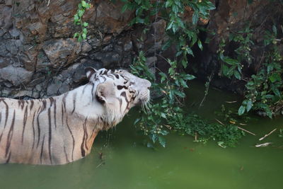 Side view of a cat