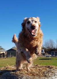 Portrait of dog on field against clear sky