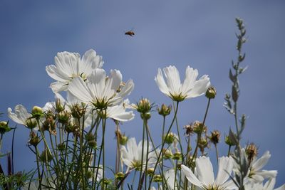 Close-up of white flowers blooming against clear sky