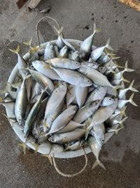 High angle view of fish for sale at market