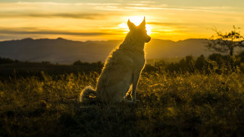 Dog contemplating the sunset beauty