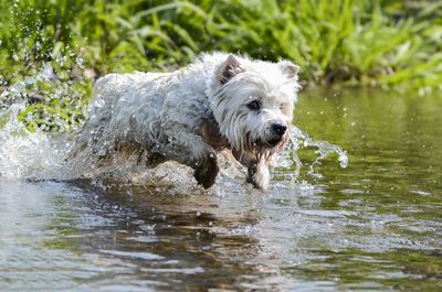 Dog playing in water