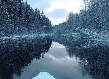 Reflection of trees in water