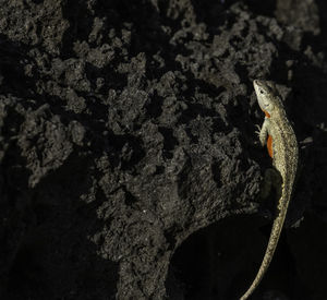 Close-up of lizard on tree