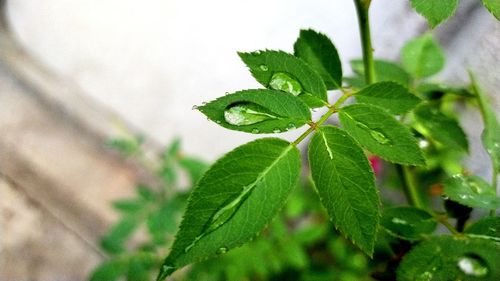 Close-up of raindrops on leaves