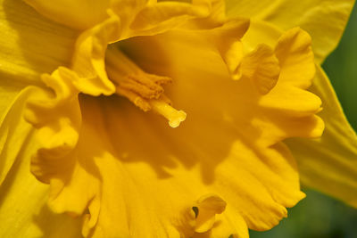 Close-up of yellow flowering plant