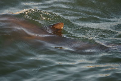 High angle view of dolphin swimming in sea