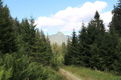 Trees in forest against sky