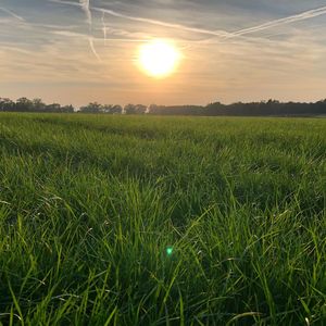 Scenic view of wheat field against sky at sunset