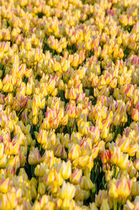 Full frame shot of flowering plants