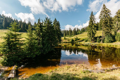 Panoramic view of pine trees by lake against sky