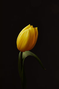 Close-up of yellow tulip against black background