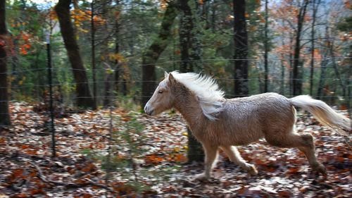 Horse standing in a forest