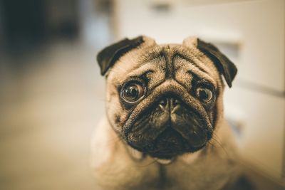 Close-up portrait of dog