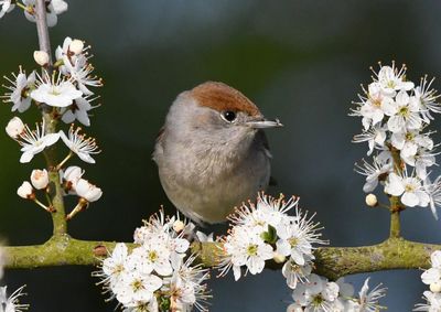 Close-up of bird perching on cherry blossom