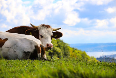 Cow in a field