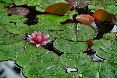 High angle view of pink water lily blooming in pond