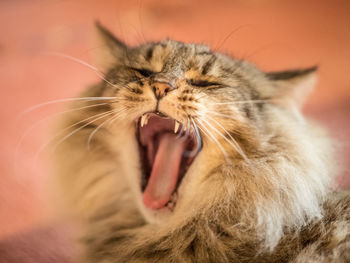 Close-up of cat yawning