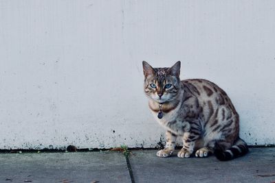 Portrait of cat sitting outdoors