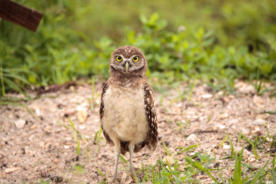 Portrait of burrowing owl perching on field