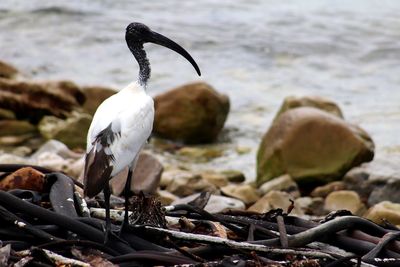 Bird perching on rock